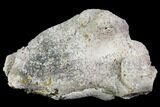 Agatized Fossil Coral Geode - Florida #110165-1